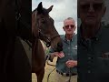 Did You Know This Hong Kong Champion Lives in Melbourne? 🐎👀