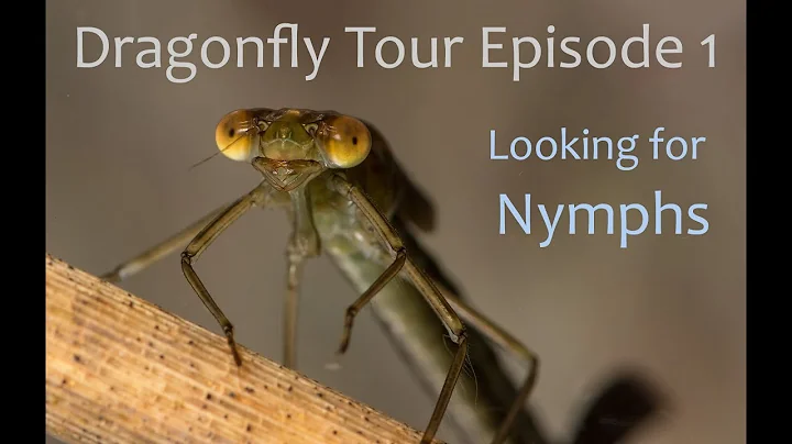 Dragonfly Tour Episode 1: Looking for nymphs