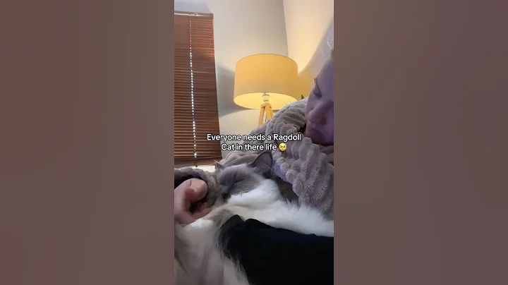 Watch the video about Ragdoll Cat mum life 🩷 #ragdoll #cats #catmum #kitten #ragdollkittens