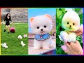 The Cutest Mini Pomeranians in the World 😍 Chó Phốc Sóc Mini Dễ Thương Nhất Thế Giới 🐾 #505