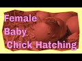 Baby Chick Hatching -  Egg Hatch