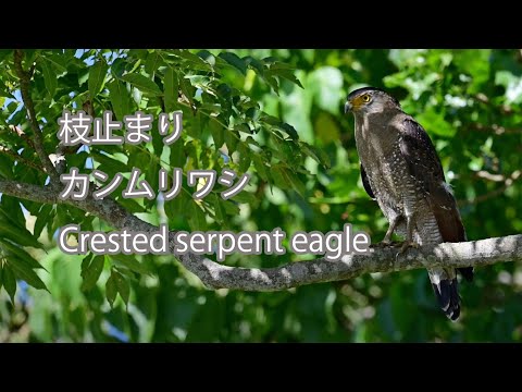 【枝止まり】カンムリワシ Crested serpent eagle