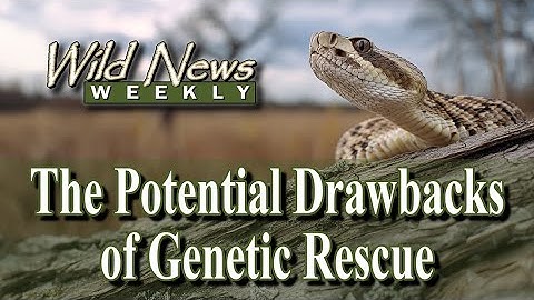 How Genetic Rescue Can Backfire: This Snake Study Might Change Our Approach to Conservation