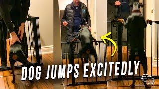 Dog Jumps Excitedly for His Owner While Waiting Him by the Gate