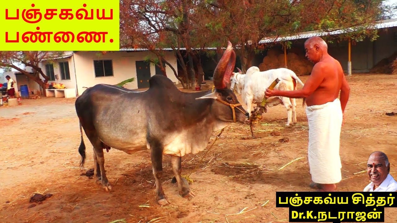 Panchagavya: A Big Kangayam Cow Farm House| Doctor gives  Banana in Cows. - YouTube