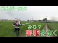 田植え後72日 実肥(17-0-17)を追肥しました（午前の部）　田んぼ・２０２０