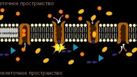 Общая характеристика сердечных гликозидов, ЯДЫ
