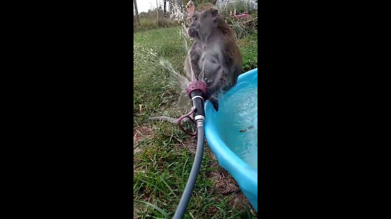 Small Monkey With A Big Hose YouTube