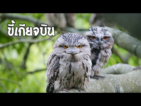 วีดีโอ: ทำไมไก่ถึงไม่บินเมื่อเป็นนก?