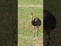 Bando Emas Se Alimentando No Campo Birds Observacaodeaves Avessilvestres Nature 