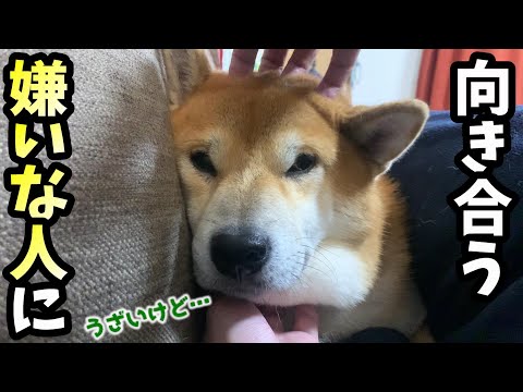 大嫌いな父を好きになりかける柴犬はその後どうなるのか⁉