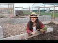 Her secret to growing LETTUCE and SPINACH!