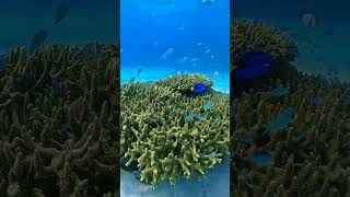 Son Of The Sea Sea El Sheikh