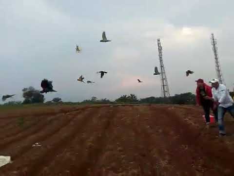 Burung Ff Tamer Warior Youtube