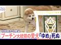 【プーチン大統領&ldquo;愛犬&rdquo;】秋田犬「ゆめ」死ぬ  東日本大震災のお礼  秋田県から贈呈『news LOG』