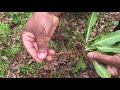 Pulling Weeds With My Fiskars 4 Claw Weeder