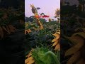 sunflower #reels #viral #flowers# Garden