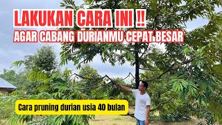 PRUNING DURIAN USIA 40 BULAN ‼️ BEGINI CARANYA ✅✅