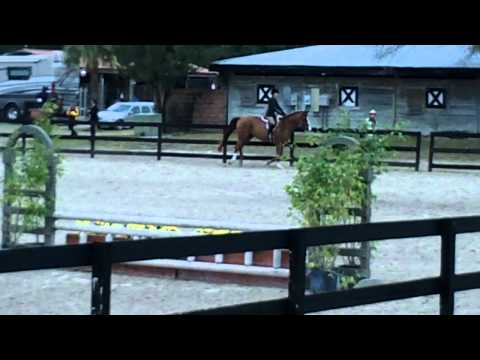 Astound and Sarah Chesney~Fox Lea Open Show~2'6" W...