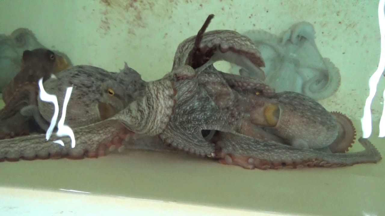 カニが好物のタコ 奪い合いながら捕食します 釣太郎ブログ