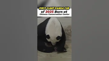 First Giant Panda Cub Of 2025 Born At ChineseConservationCenter China SeaEnergy PandaBaby 
