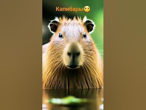 Капибарки - фото капибар - YouTube