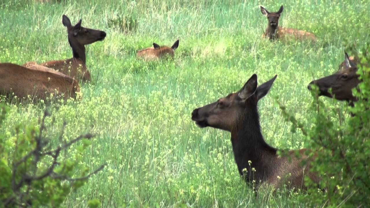 Shooting Elk in Estes Park, Colorado YouTube