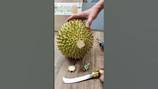ALAT SEDERHANA CARA MENGUPAS DURIAN SIMPEL DAN CEPAT#shorts @mediatanikhatulistiwa799