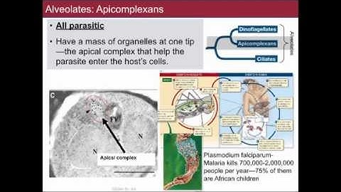 Lecture 12 SectionB BIS2C UC Davis Spring 2014 Jonathan Eisen