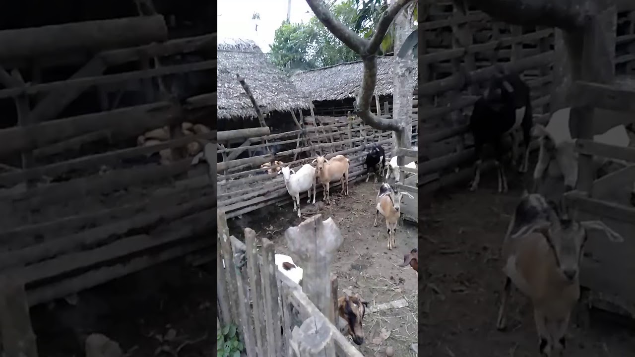 Budidaya ternak kambing Betina 