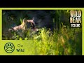 The Elusive Ones | Wild Bear Rescue S01E08 | Go Wild