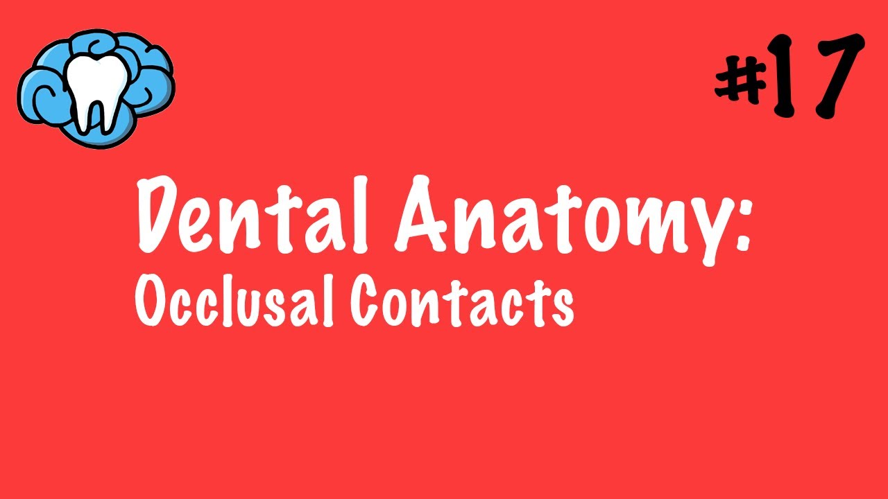 Dental Anatomy Occlusal Contacts INBDE YouTube