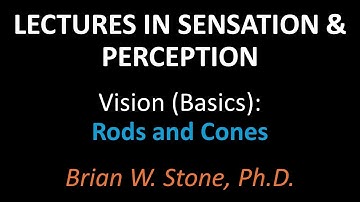 Sensation and Perception - Vision Basics Pt2 - Rods and Cones