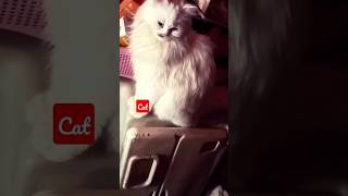 ده شكل القطط الشيرازي البيور البيضاء وهى زعلانه cutecat cute animal catlover kitten