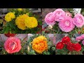 How to Grow and Care Ranunculus Plant || Fun Gardening