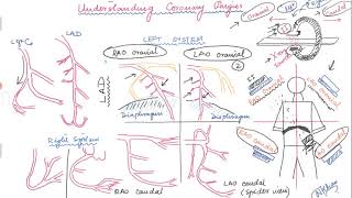 Basics of angiographic views during left heart catheterization