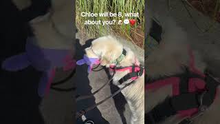 Chloe will be 8 🐶❤️💬 #dogs #dogshorts #dogsofyoutube #cutedogs #funnydogs #pets #cutepets #fyp
