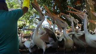 Pelicans VS Fish | AMAZING REACTION | ANIMAL LIFE