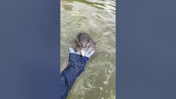 Otter Titi Wants To Eat Fisherman