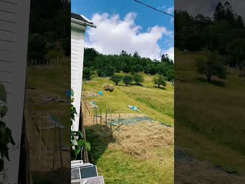 نقل العلف صنايعية أدوات العمل الفلاحة       