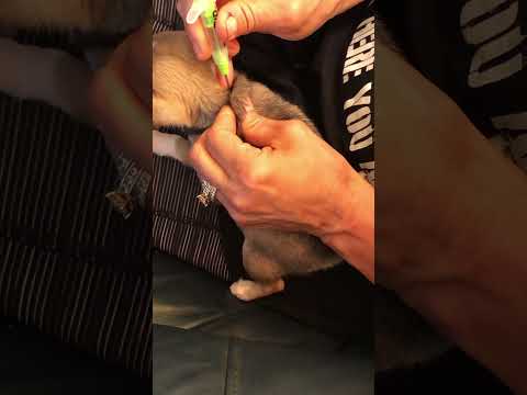 Video: Ar veisėjai gali paženklinti šuniukus mikroschema?