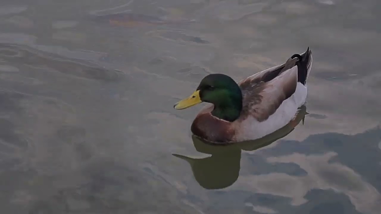 羅東運動公園, 羅東市, 宜蘭縣. December 23, 2025. (Olympus E-M5 Video)