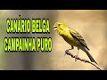 CANÁRIO BELGA CAMPAINHA PURO