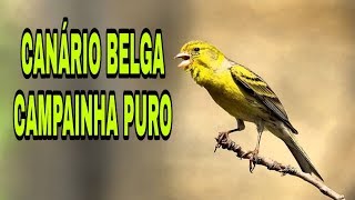 CANÁRIO BELGA CAMPAINHA PURO