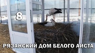 Новый сезон в Рязанском Доме Белого Аиста не обошелся без курьёзных случаев - Выпуск 8