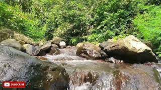 Flowing River with Soft Bird Chirping | Calm Forest Nature Sounds for Sleeping & Relaxation.4K