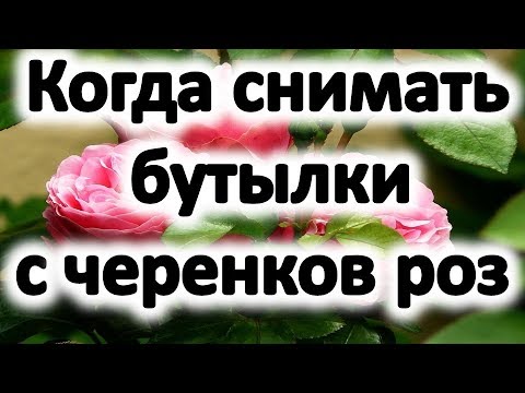 Розы из черенков. Когда снимать бутылки с черенков роз весной