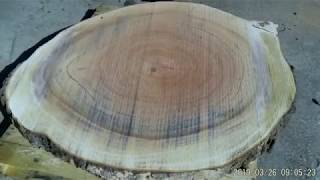 Large Oak Cookie Cutting 2019 March 26