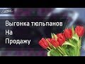 ВЫГОНКА ТЮЛЬПАНОВ | ПОДКОРМКА. СРЕЗКА. ХРАНЕНИЕ