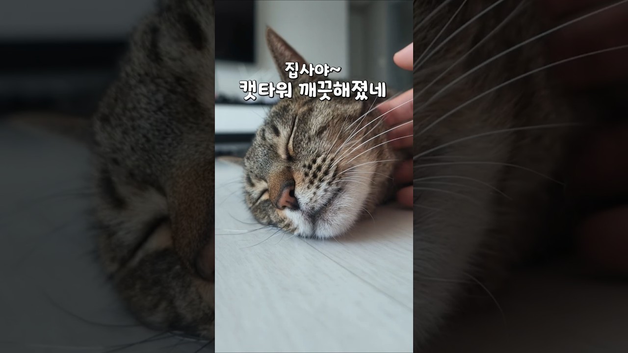 반려동물 냄새, 이거 하나로 끝! 집사들만 아는 청소 치트키